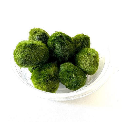 Chladoflora mosbol 2-3 cm 25 stuks !!